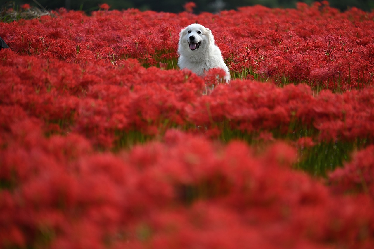 The Gentle Spirit of the Tervuren